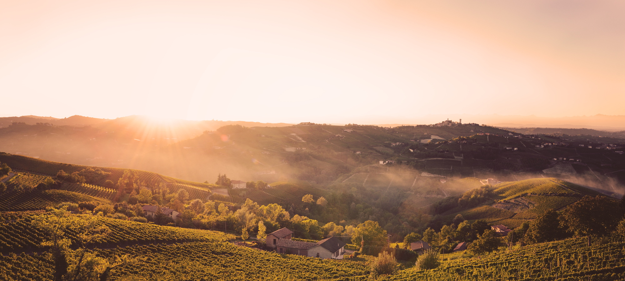 Sunset in the fields with vineyards